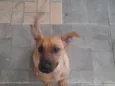 Duque