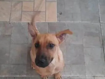 Cachorro ra a Srd idade 7 a 11 meses nome Duque