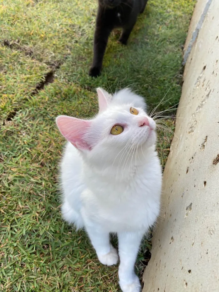 Gato ra a SRD-ViraLata idade 2 a 6 meses nome Pérola 