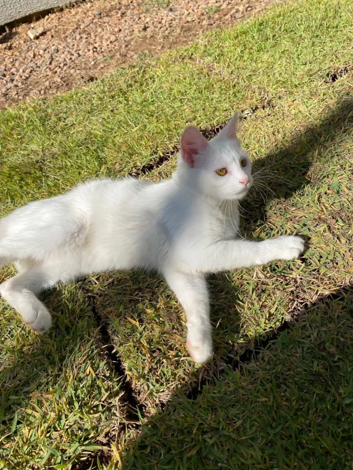 Gato ra a SRD-ViraLata idade 2 a 6 meses nome Pérola 