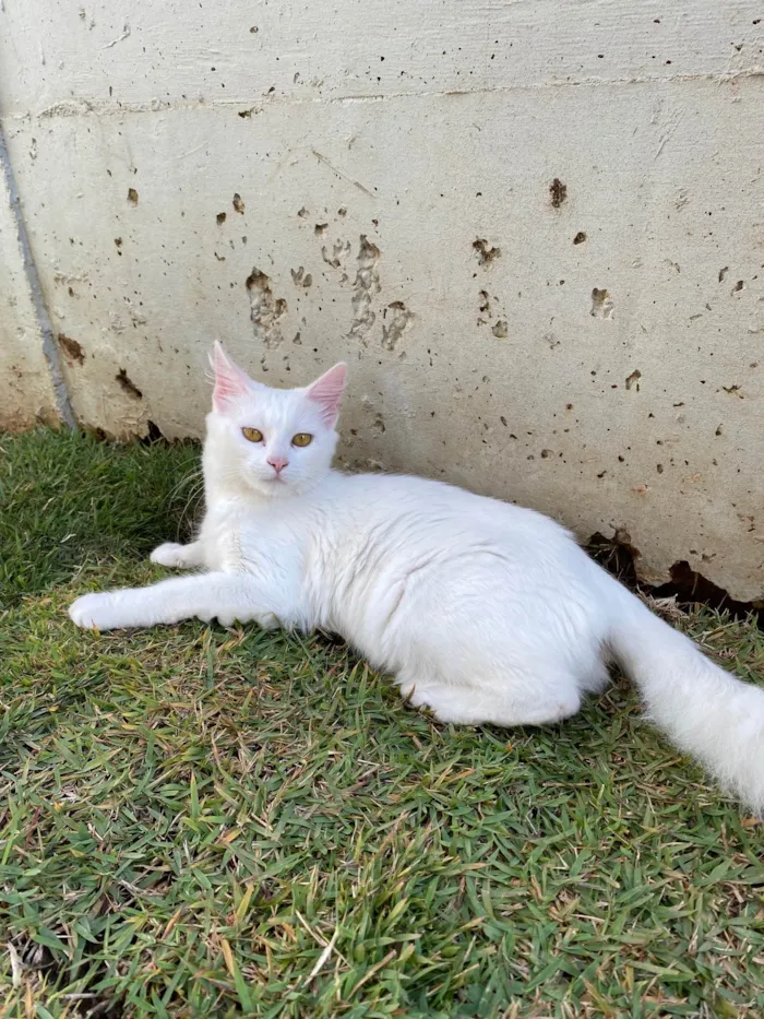 Gato ra a SRD-ViraLata idade 2 a 6 meses nome Pérola 