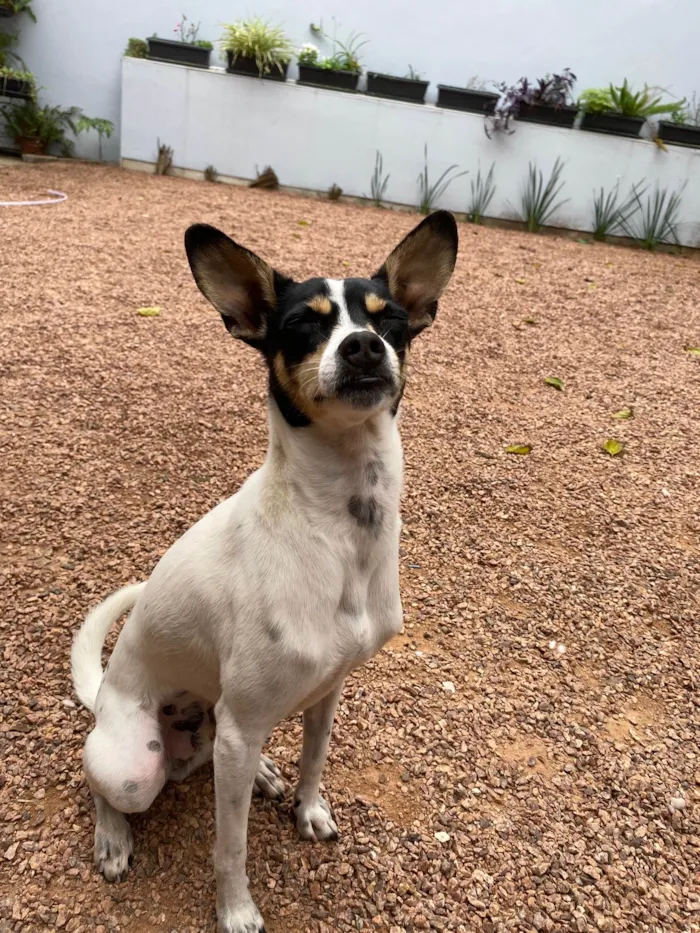 Cachorro ra a SRD-ViraLata idade 3 anos nome Cookie 