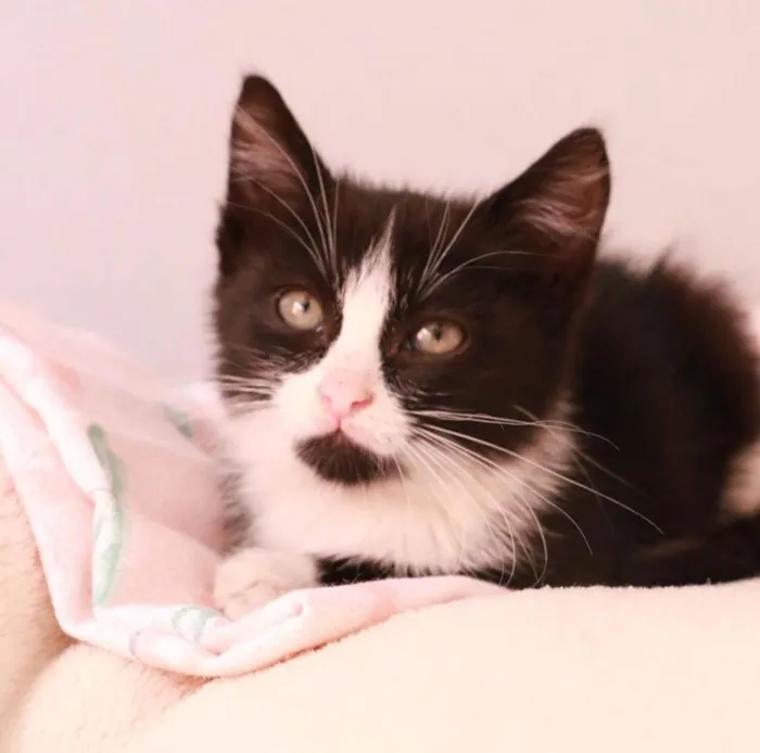Gato ra a Srd idade 2 a 6 meses nome Siena