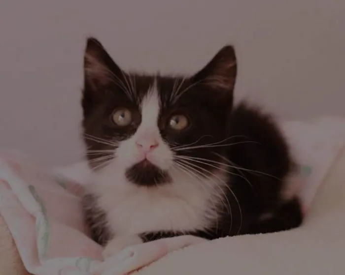 Gato ra a Srd idade 2 a 6 meses nome Siena
