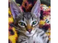 Gato fiv felv negativos 