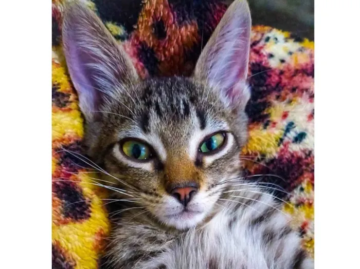 Gato ra a SRD-ViraLata idade 2 a 6 meses nome Gato fiv felv negativos 