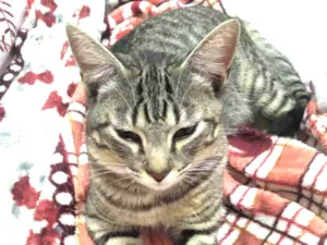 Gato raça SRD idade 7 a 11 meses nome KEVIN