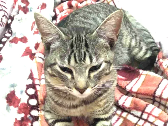 Gato ra a SRD idade 7 a 11 meses nome KEVIN