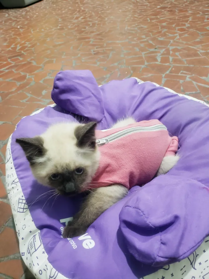 Gato raça SRD-ViraLata idade 2 a 6 meses nome Sra. Kaplan