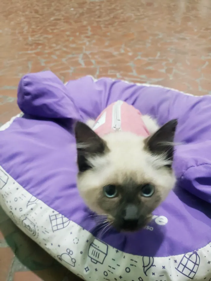 Gato raça SRD-ViraLata idade 2 a 6 meses nome Sra. Kaplan