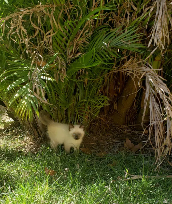 Gato raça SRD-ViraLata idade 2 a 6 meses nome Sra. Kaplan