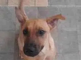 Cachorro ra a Srd idade 7 a 11 meses nome Duque