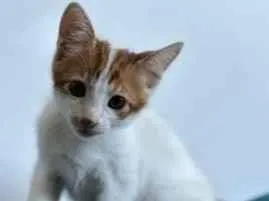 Gato ra a Srd idade 2 a 6 meses nome .
