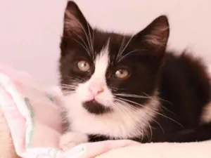 Gato raça Srd idade 2 a 6 meses nome Siena