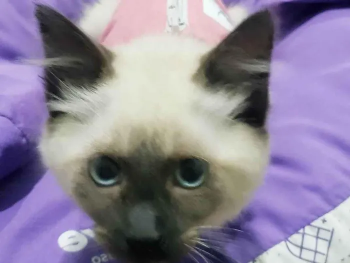 Gato raça SRD-ViraLata idade 2 a 6 meses nome Sra. Kaplan