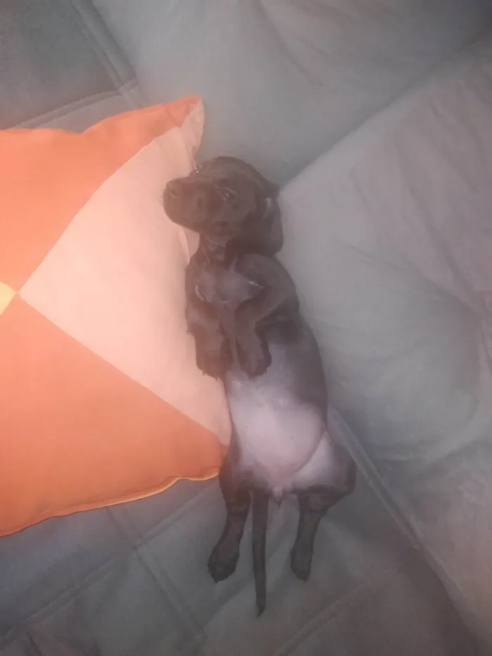 Cachorro ra a Mestiço basset, podle  idade 2 a 6 meses nome Pituca