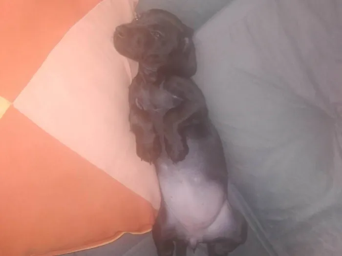 Cachorro ra a Mestiço basset, podle  idade 2 a 6 meses nome Pituca