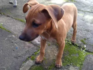 Cachorro raça SRD-ViraLata idade 2 a 6 meses nome Felícia 