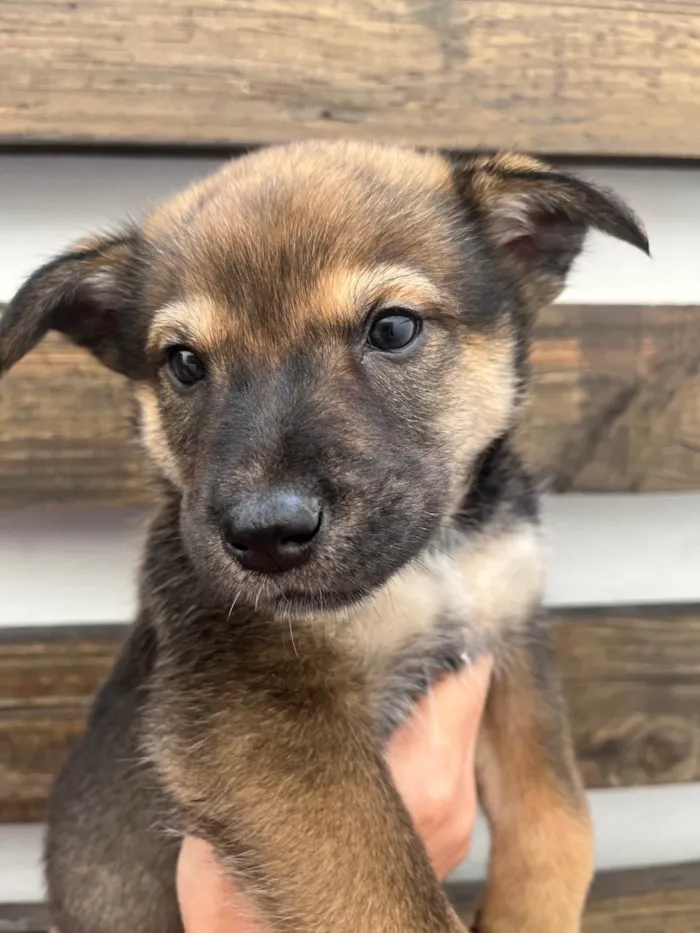 Cachorro raça SRD-ViraLata idade Abaixo de 2 meses nome Billy