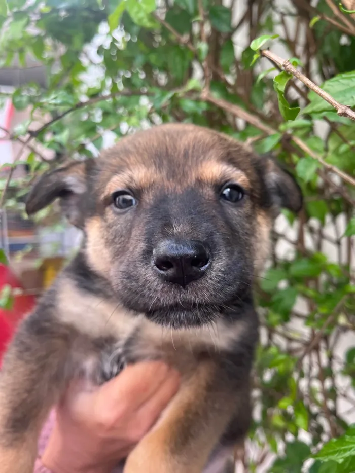 Cachorro raça SRD-ViraLata idade Abaixo de 2 meses nome Billy