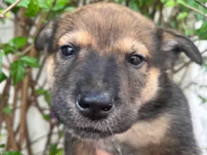 Cachorro raça SRD-ViraLata idade Abaixo de 2 meses nome Billy