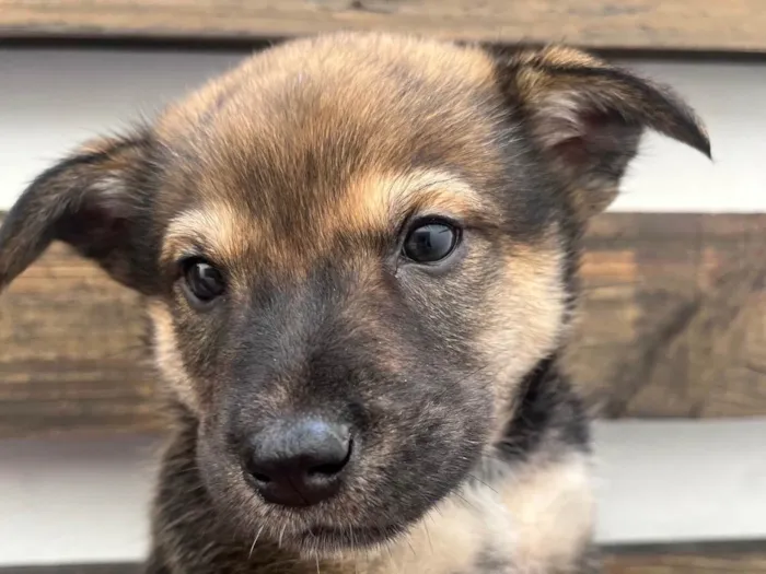 Cachorro raça SRD-ViraLata idade Abaixo de 2 meses nome Billy