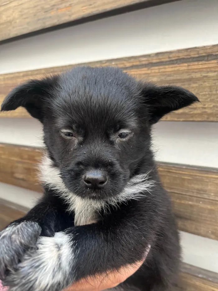 Cachorro raça SRD-ViraLata idade Abaixo de 2 meses nome Bonno
