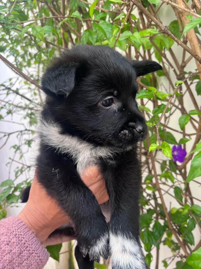 Cachorro raça SRD-ViraLata idade Abaixo de 2 meses nome Bonno