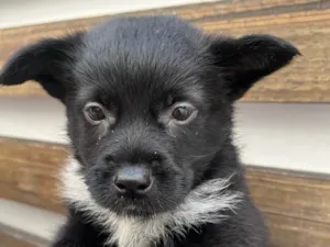 Cachorro raça SRD-ViraLata idade Abaixo de 2 meses nome Bonno
