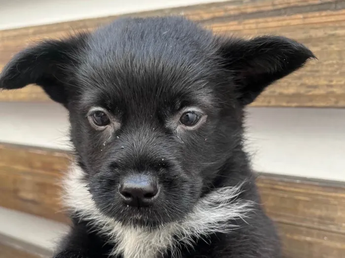 Cachorro raça SRD-ViraLata idade Abaixo de 2 meses nome Bonno