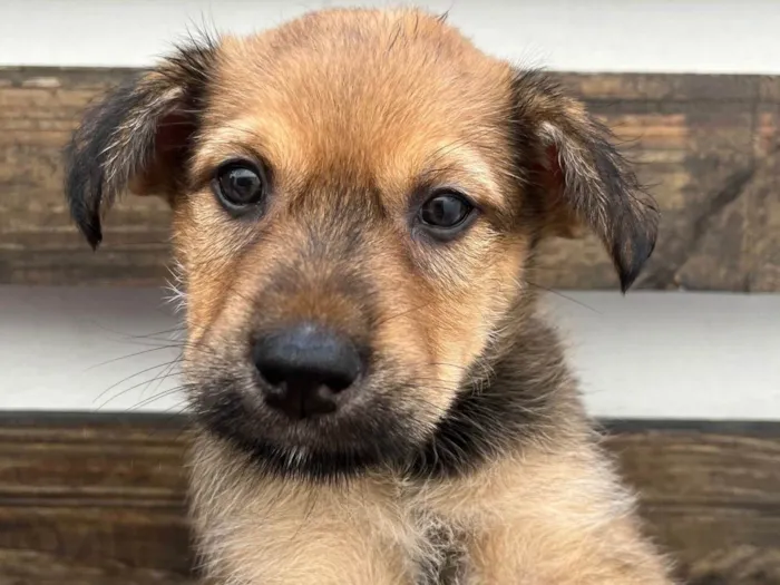 Cachorro raça SRD-ViraLata idade Abaixo de 2 meses nome Bubba