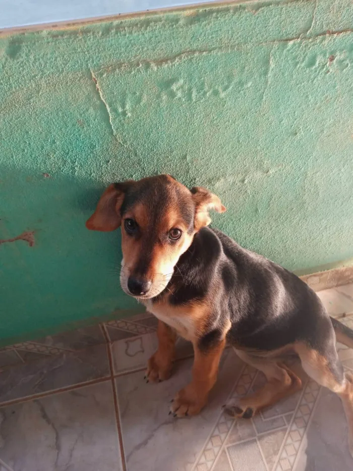 Cachorro ra a SRD-ViraLata idade 2 a 6 meses nome REXA