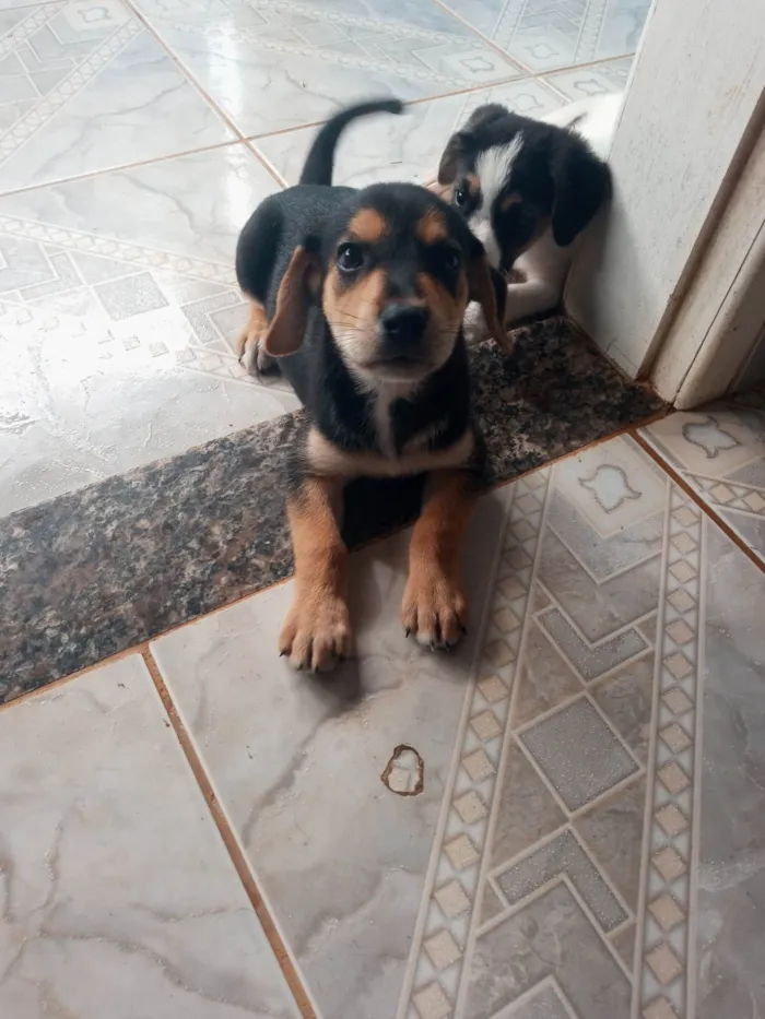 Cachorro ra a SRD-ViraLata idade 2 a 6 meses nome REXA