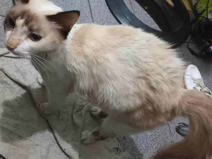 Gato ra a SRD-ViraLata idade Abaixo de 2 meses nome Filhotes 