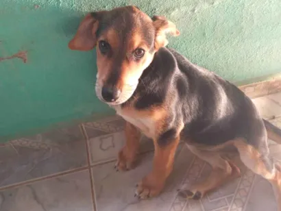 Cachorro raça SRD-ViraLata idade 2 a 6 meses nome REXA