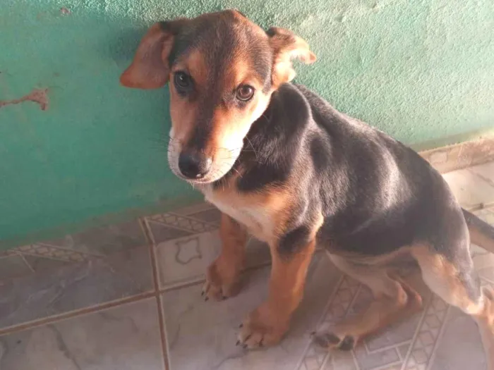 Cachorro ra a SRD-ViraLata idade 2 a 6 meses nome REXA