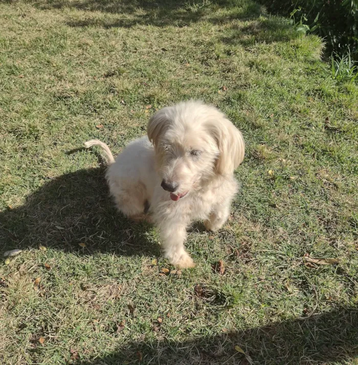 Cachorro ra a Maltes  idade 7 a 11 meses nome Toto