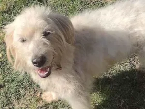 Cachorro raça Maltes  idade 7 a 11 meses nome Toto