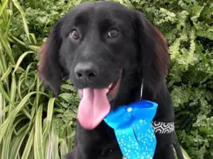 Cachorro raça SRD-ViraLata idade 1 ano nome Felipe