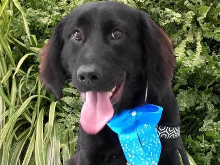 Cachorro ra a SRD-ViraLata idade 1 ano nome Felipe