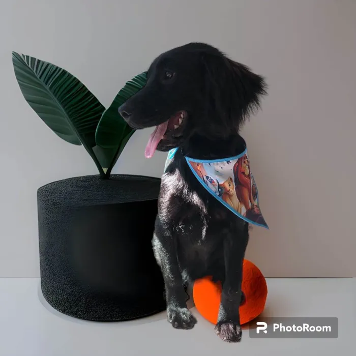 Cachorro ra a SRD-ViraLata idade 1 ano nome Felipe