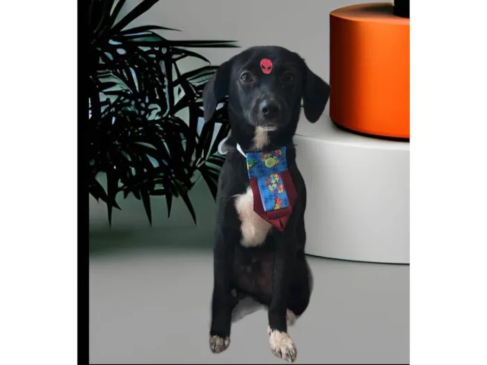 Cachorro ra a SRD-ViraLata idade 7 a 11 meses nome Sloan