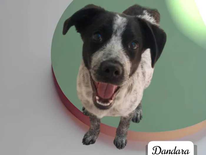 Cachorro ra a SRD-ViraLata idade 7 a 11 meses nome Dandara 
