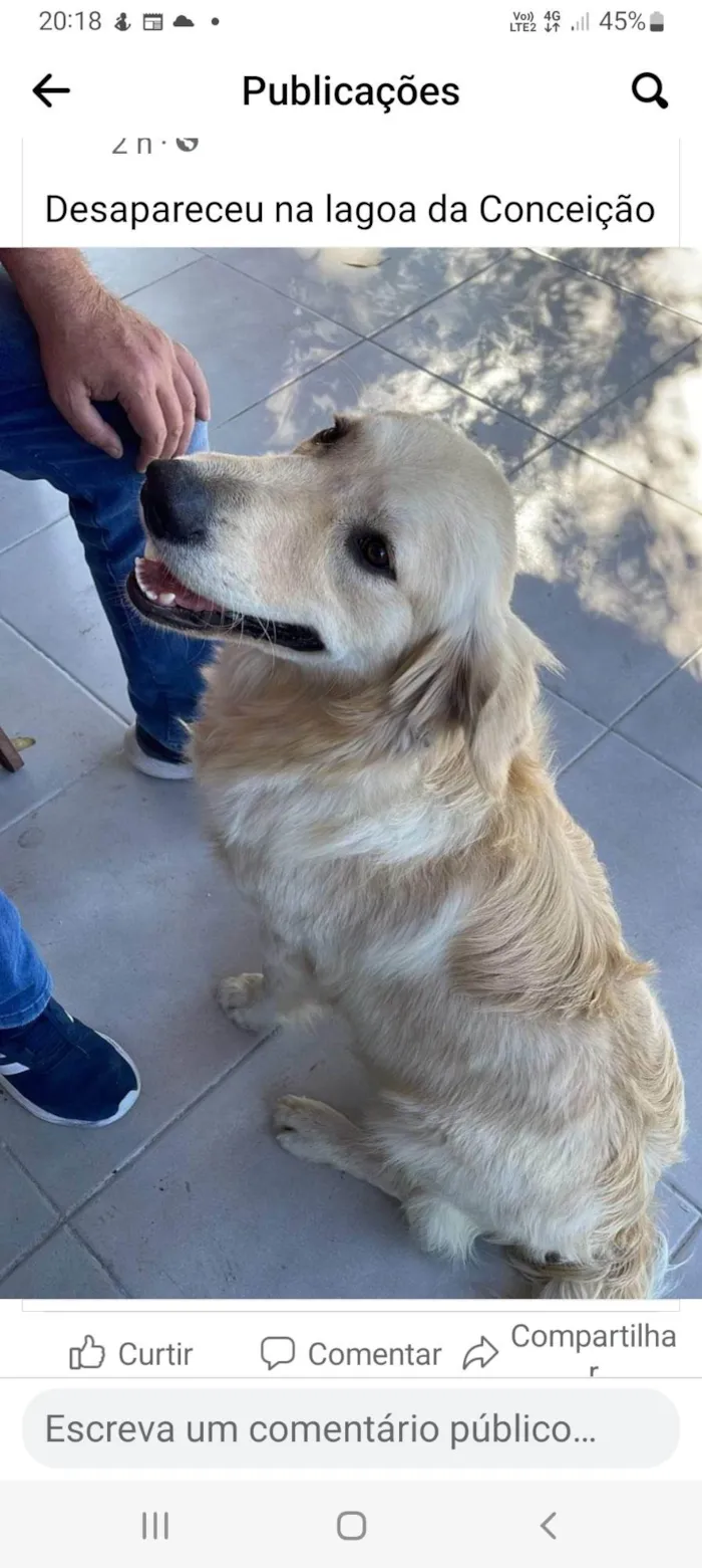 Cachorro ra a Golden retriever  idade 7 a 11 meses nome Atlas