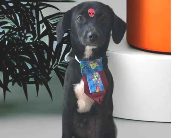 Cachorro ra a SRD-ViraLata idade 7 a 11 meses nome Sloan