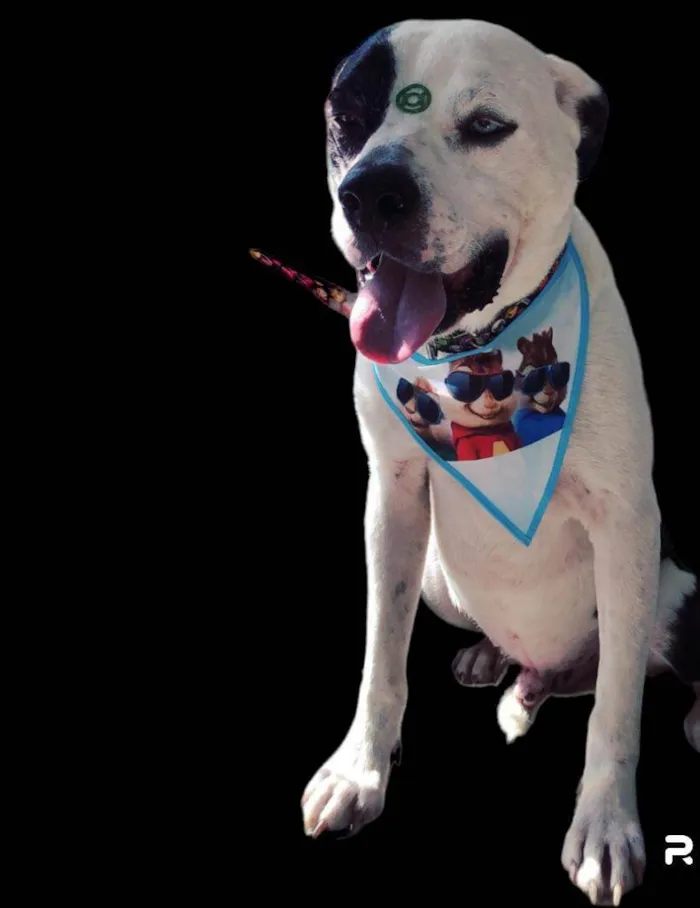 Cachorro ra a Pit-Bull idade 2 anos nome Thor 