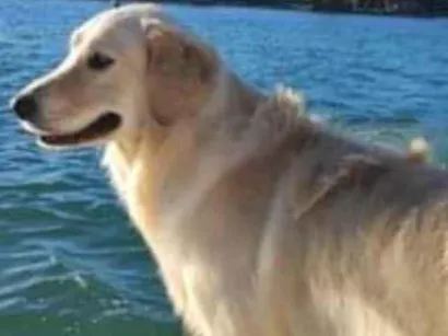 Cachorro raça Golden retriever  idade 7 a 11 meses nome Atlas