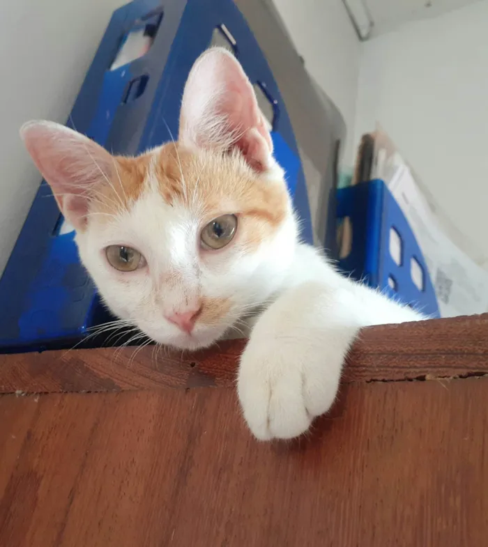 Gato ra a SRD-ViraLata idade 2 a 6 meses nome Linos