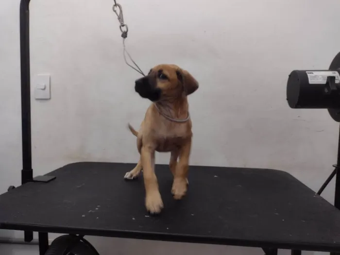 Cachorro ra a SRD-ViraLata idade 2 a 6 meses nome Kisy