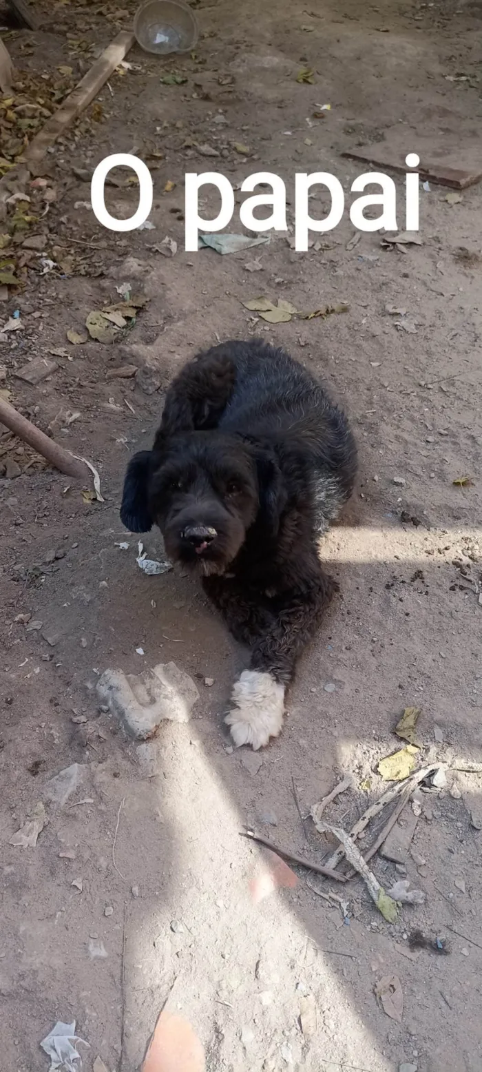 Cachorro ra a Mestiça: Poodle, Fila, Salsichinha  idade  nome FILHOTES 